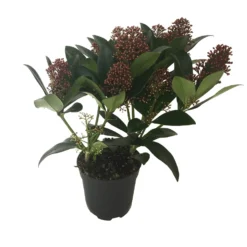 Skimmia Japonica Rubella 11cm -Westland Garden Deals Store 12804729 1764833197375091