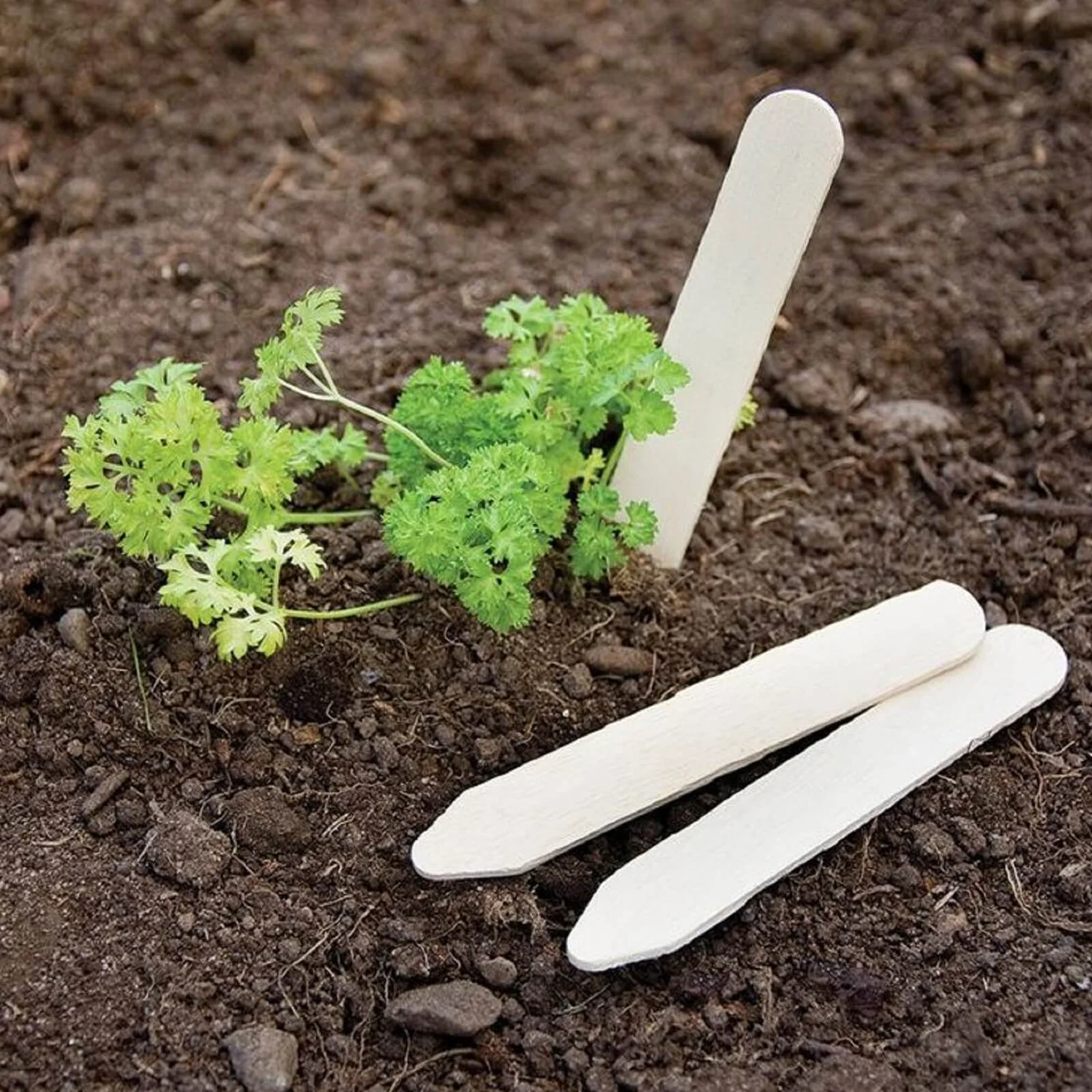 Pack Of 25 Wooden Plant Labels - 13cm 1 Pack Of 25 Wooden Plant Labels - 13cm