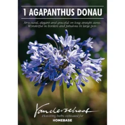 None Agapanthus Donau -Westland Garden Deals Store 12807995 3335020399573470