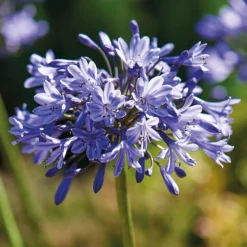 None Agapanthus Donau -Westland Garden Deals Store 12807995 4545020399623147
