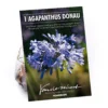 None Agapanthus Donau