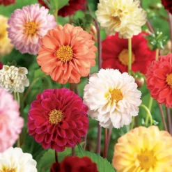 None Mixed Unwin Dahlia's - Summer Bloom Bulbs -Westland Garden Deals Store 12810511 1995020399133436