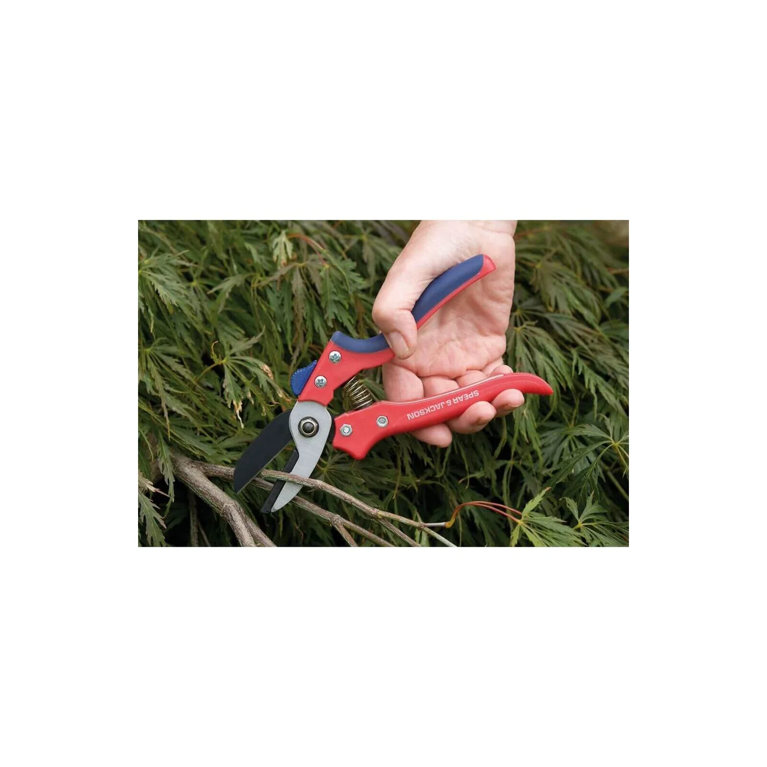 Spear & Jackson Razorsharp Medium Anvil Secateurs 3 Spear & Jackson Razorsharp Medium Anvil Secateurs - Image 3