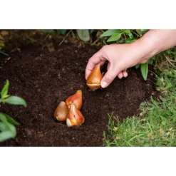 Westland Bulb Planting Compost - 20L 7 Westland Bulb Planting Compost - 20L -Westland Garden Deals Store 12819355 9244869971373729