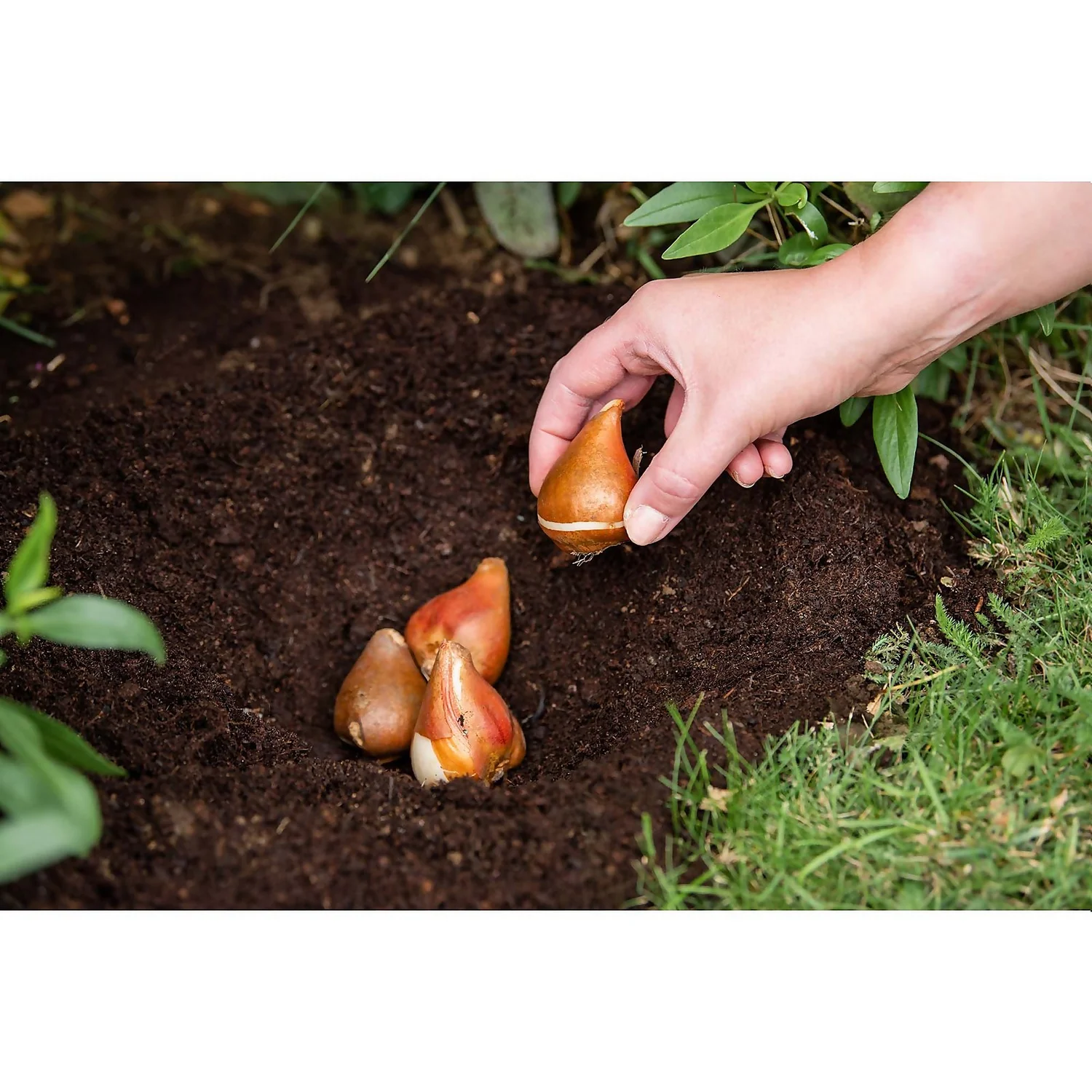 Westland Bulb Planting Compost - 20L 4 Westland Bulb Planting Compost - 20L - Image 4