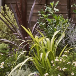 Mediterranean Border 5m X 40cm 11 Mediterranean Border 5m X 40cm -Westland Garden Deals Store 12823482 1745027802936519