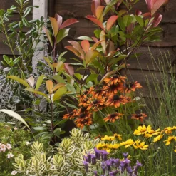 Mediterranean Border 5m X 40cm 12 Mediterranean Border 5m X 40cm -Westland Garden Deals Store 12823482 5585027802980580