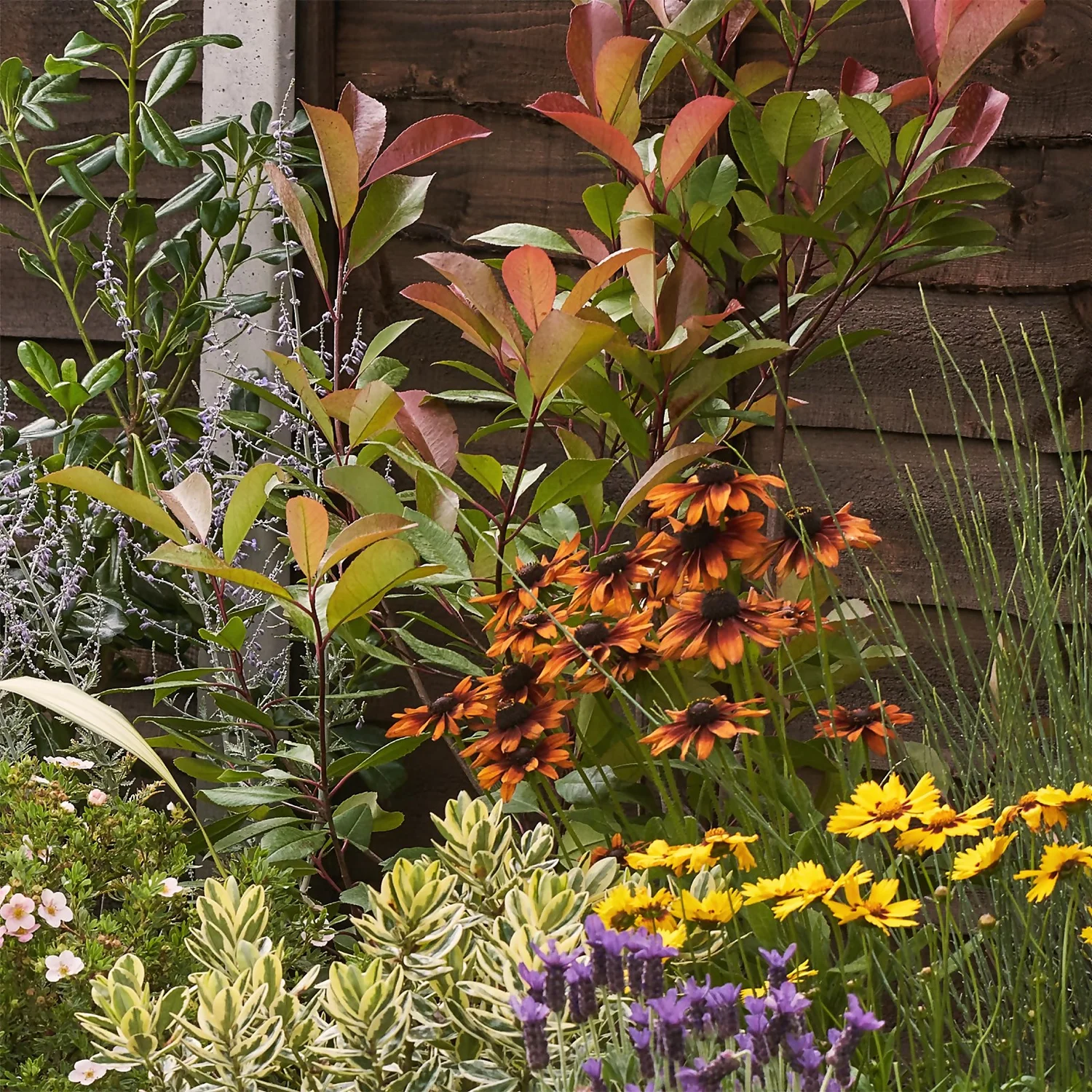 Mediterranean Border 5m X 40cm 6 Mediterranean Border 5m X 40cm - Image 6