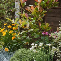 Sunny Border 9m X 40cm -Westland Garden Deals Store 12823631 1425035134947130