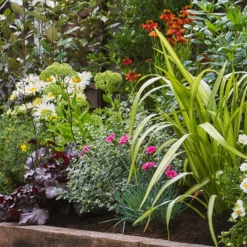 Sunny Border 9m X 40cm -Westland Garden Deals Store 12823631 1915035134872121