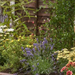 Bee And Butterfly Border 9m X 40cm 11 Bee And Butterfly Border 9m X 40cm -Westland Garden Deals Store 12827226 3465027567515068