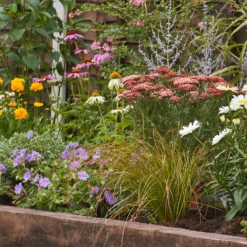 Bee And Butterfly Border 9m X 40cm 10 Bee And Butterfly Border 9m X 40cm -Westland Garden Deals Store 12827226 5945027567481486