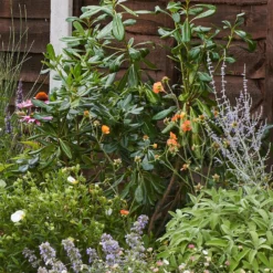 Sensory Border 10m X 40cm -Westland Garden Deals Store 12827297 1615034599460543