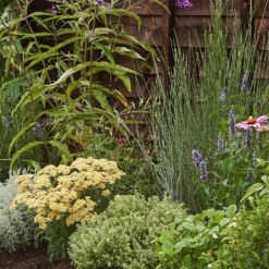 Sensory Border 10m X 40cm -Westland Garden Deals Store 12827297 8185034599418615