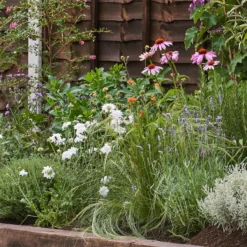 Sensory Themed Border 8m X 120cm 10 Sensory Themed Border 8m X 120cm -Westland Garden Deals Store 12827618 9935034599736453