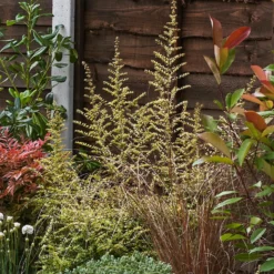 Garden On A Roll Eco Border - 9m X 120cm 12 Garden On A Roll Eco Border - 9m X 120cm -Westland Garden Deals Store 12838165 1515027575943850