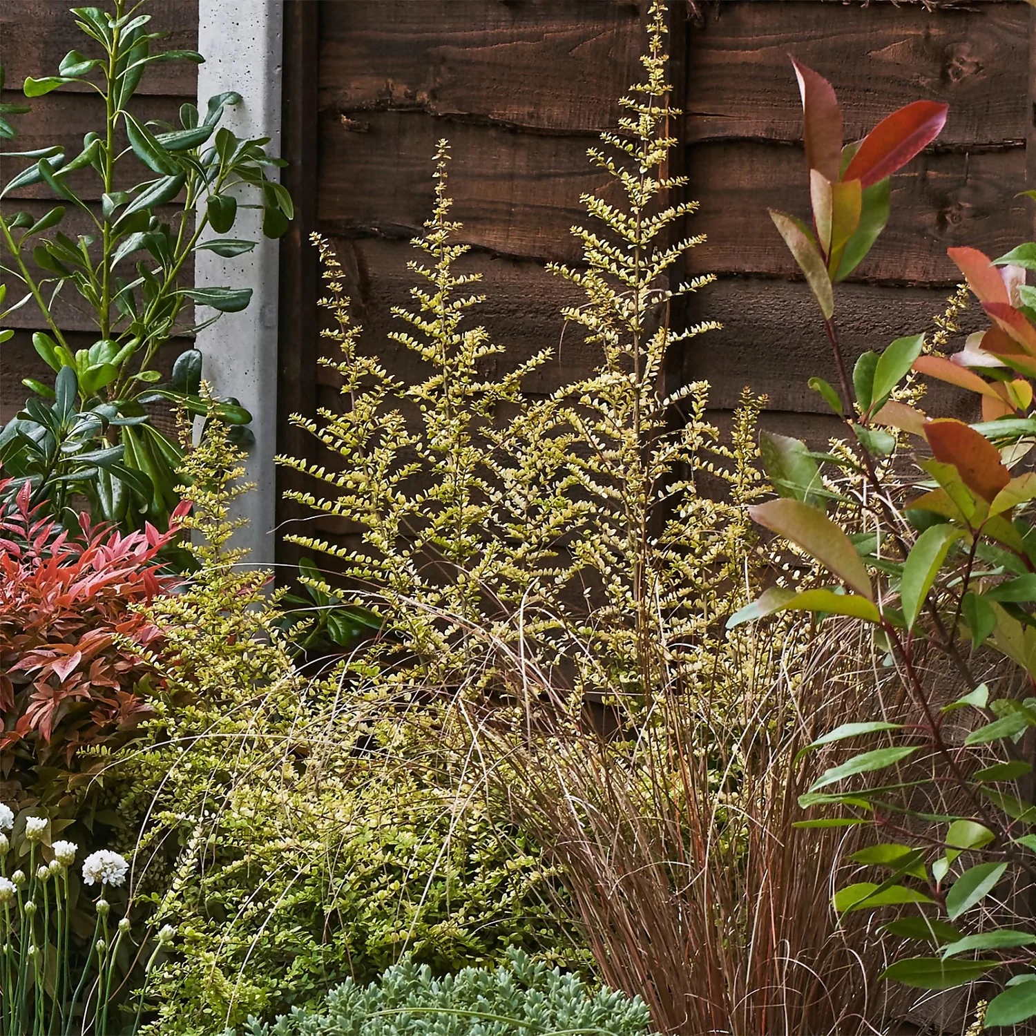 Garden On A Roll Eco Border - 9m X 120cm 6 Garden On A Roll Eco Border - 9m X 120cm - Image 6