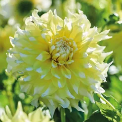None Decorative Dahlia Grand Prix Flower Bulbs -Westland Garden Deals Store 12882829 6275020400310942
