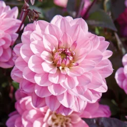 None Dark Foliage Dahlia Melody Harmony Flower Bulbs -Westland Garden Deals Store 12882832 1195020400481306