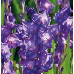 None Large Flowering Gladioli Purple Flora -Westland Garden Deals Store 12882843 1475020402856847