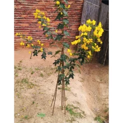 10 Pack Bamboo Canes - 0.9m/3ft -Westland Garden Deals Store 12885362 8554952637996915