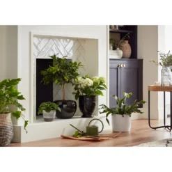 Regent Glazed Urn Planter - 39cm -Westland Garden Deals Store 12885370 7534948242967890