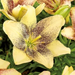 Asiatic Lily Easy Spot -Westland Garden Deals Store 12889022 1035020401953811
