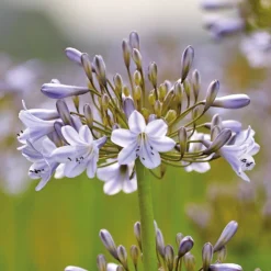 Agapanthus Silver Arrow -Westland Garden Deals Store 12889202 1585020401783252