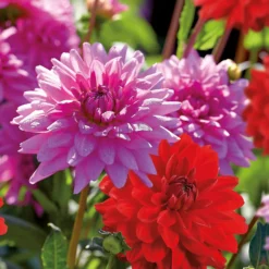 None Dahlias Garden Wonder Rosella 5 None Dahlias Garden Wonder Rosella -Westland Garden Deals Store 12889205 1545020401969960