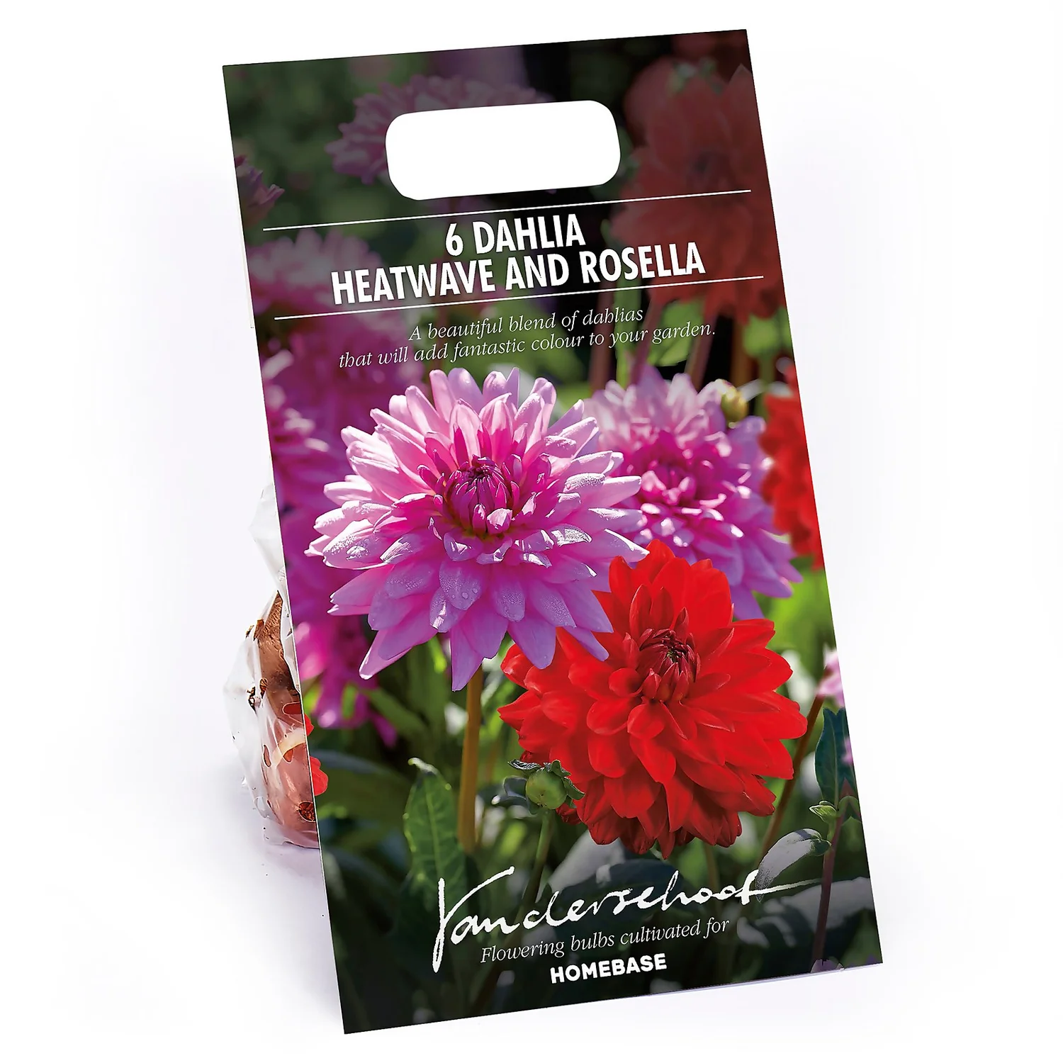 None Dahlias Garden Wonder Rosella 1 None Dahlias Garden Wonder Rosella