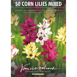 None Ixia Mixed 4 None Ixia Mixed -Westland Garden Deals Store 12889218 2025022410816931