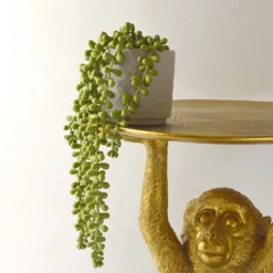 House Beautiful String Of Pearls In Ceramic Pot 7 House Beautiful String Of Pearls In Ceramic Pot -Westland Garden Deals Store 12890040 3924857412833165