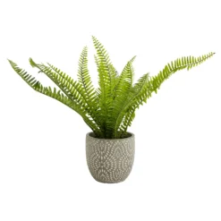 Maidenhair Fern In Ceramic Pot -Westland Garden Deals Store 12890042 1544868121170856