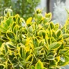 Euonymus Japonicus Aureus & Bravo 10L