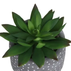 Small Succulent - Grey -Westland Garden Deals Store 12909500 1734869235660464
