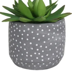 Small Succulent - Grey -Westland Garden Deals Store 12909500 2024869235581411