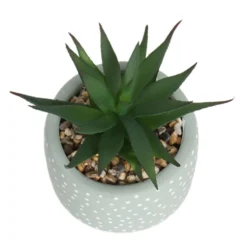 Small Succulent - Green -Westland Garden Deals Store 12909501 6844869235562523