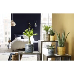 Scheurich Elna Yellow Ceramic Pot - 12cm -Westland Garden Deals Store 12912145 1514845867921624