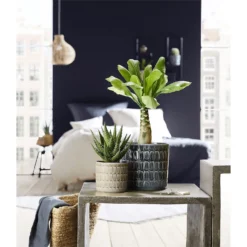 Scheurich Elna Yellow Ceramic Pot - 12cm -Westland Garden Deals Store 12912145 3134845867950091