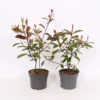 Photinia X Fraseri Red Robin 17cm