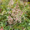 Nandina Mix Heavenly Bamboo 17cm