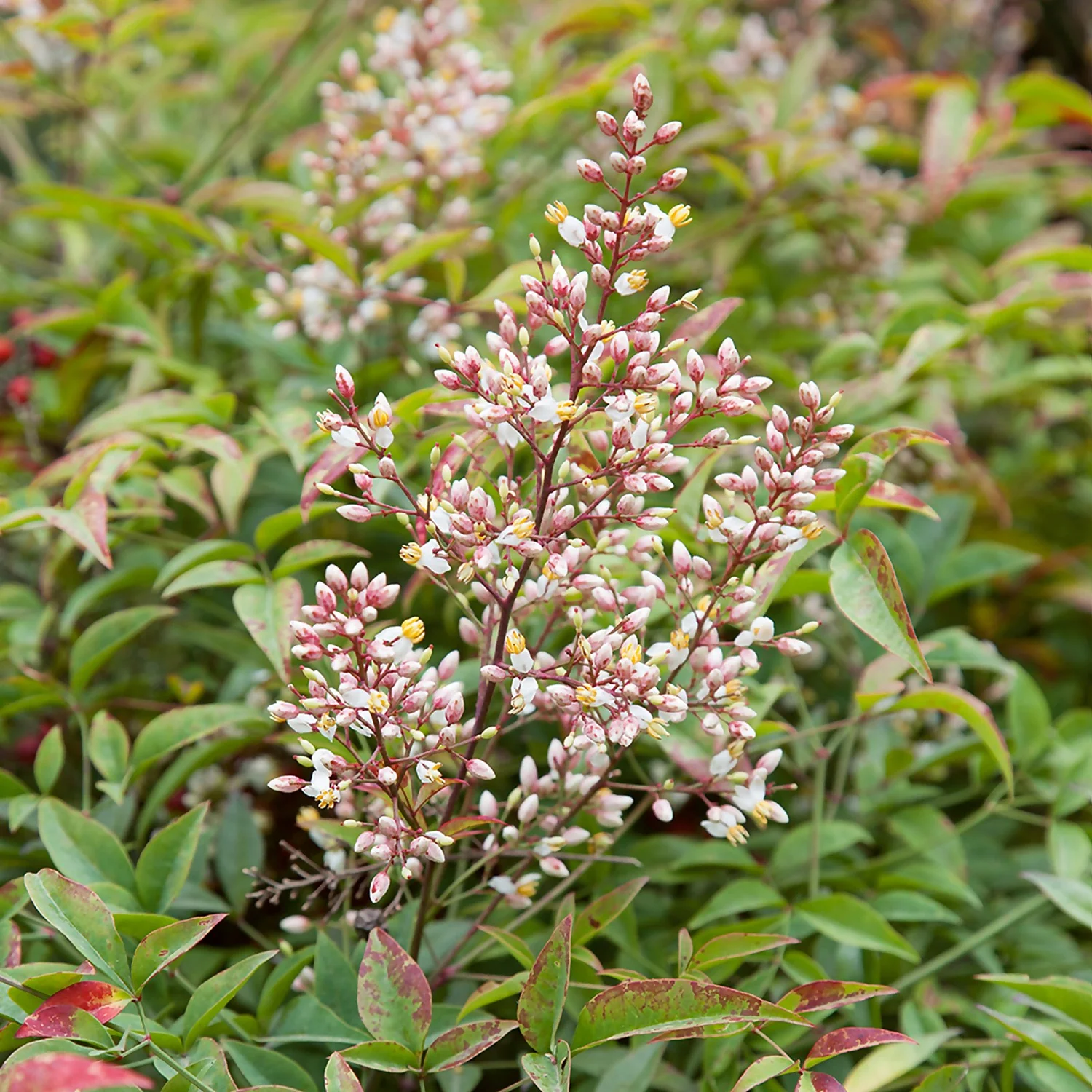 Nandina Mix Heavenly Bamboo 17cm 1 Nandina Mix Heavenly Bamboo 17cm