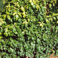 Pittosporum Tenuifolium Mix 19cm
