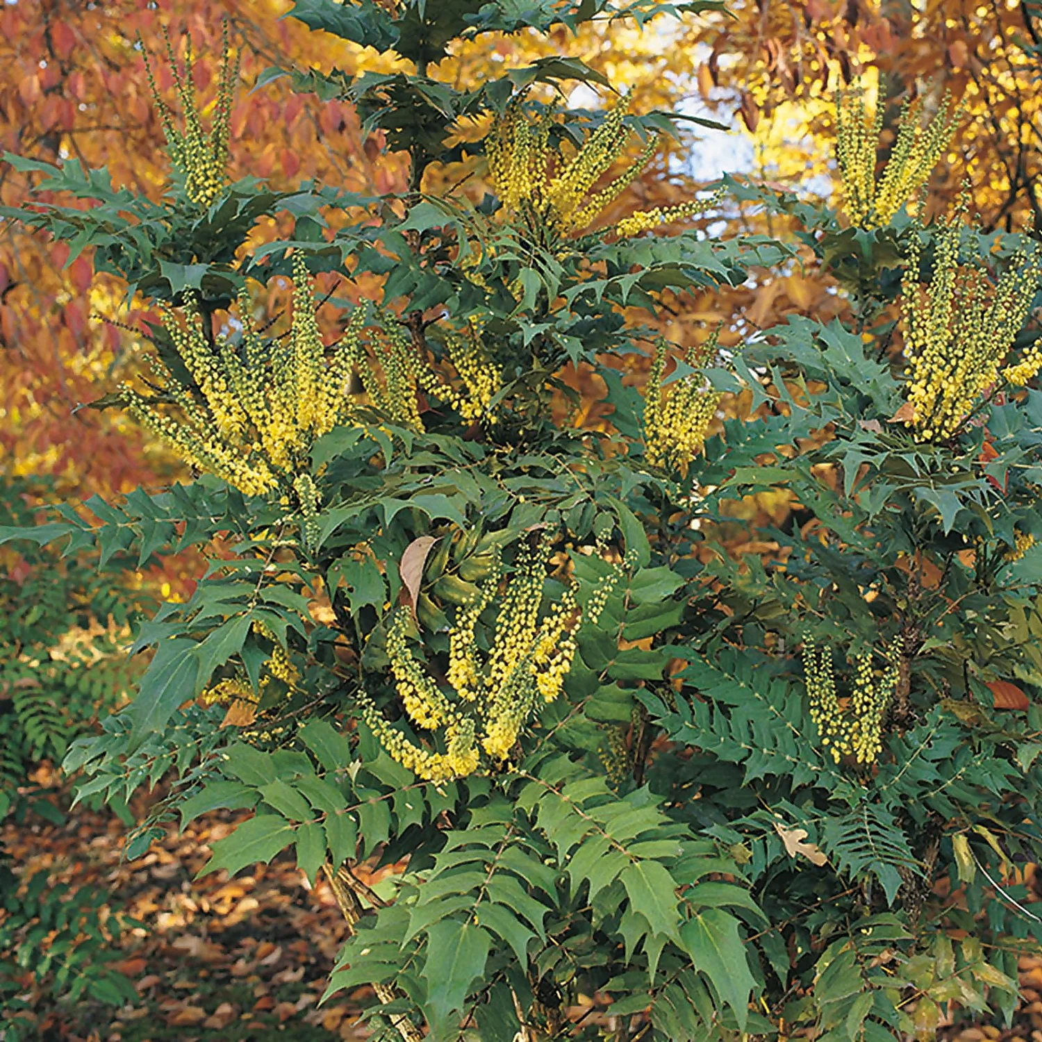 Mahonia X Media Charity 19cm 1 Mahonia X Media Charity 19cm
