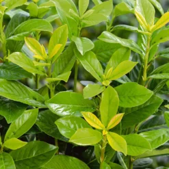 Photinia X Fraseri Little Red Robin 10L 4 Photinia X Fraseri Little Red Robin 10L -Westland Garden Deals Store 13027050 1074933782480981