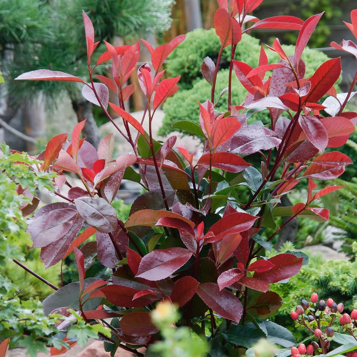 Photinia X Fraseri Little Red Robin 10L 1 Photinia X Fraseri Little Red Robin 10L