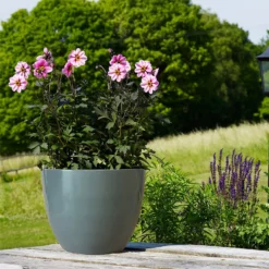 Chiswick Egg Pot Grey 27cm -Westland Garden Deals Store 13176833 2034953204241713