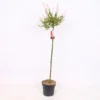 Salix Integra Flamingo 21cm STD