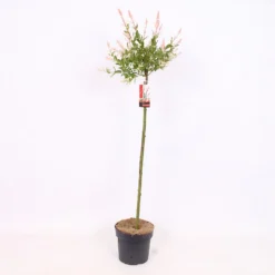 Salix Integra Flamingo 21cm STD