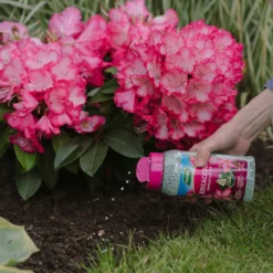 Westland Ericaceous Granular Plant Food 900g 5 Westland Ericaceous Granular Plant Food 900g -Westland Garden Deals Store 13411839 1274971590758911